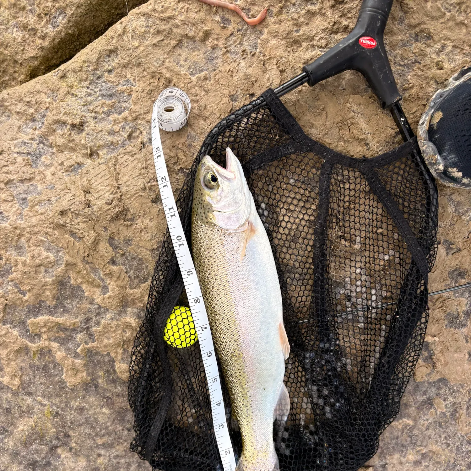 Rainbow trout caught on Fishbrain