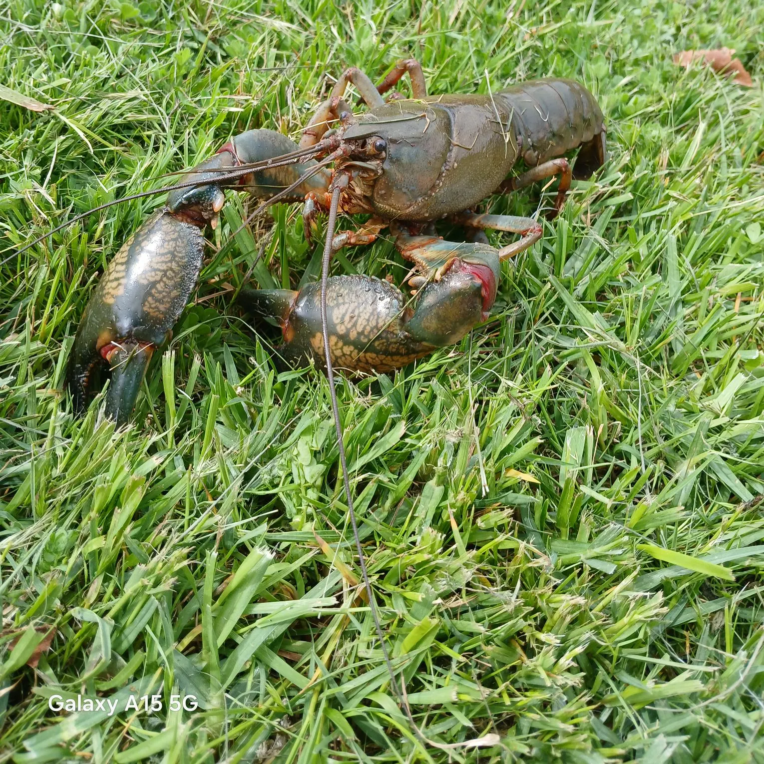 The most recent Common yabby catches on Fishbrain