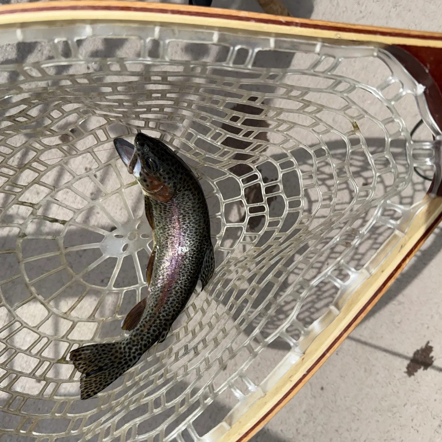 Rainbow trout caught on Fishbrain