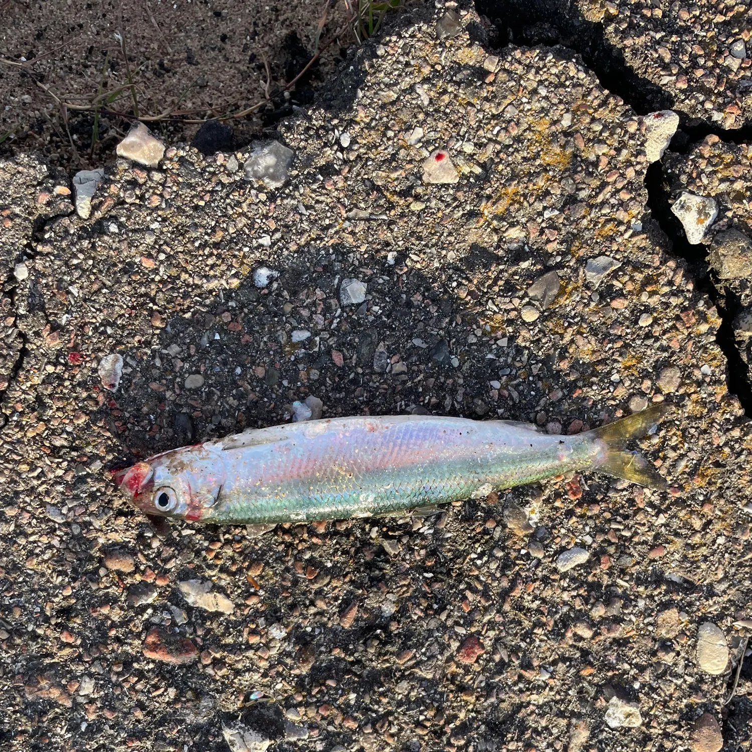 Atlantic herring caught on Fishbrain