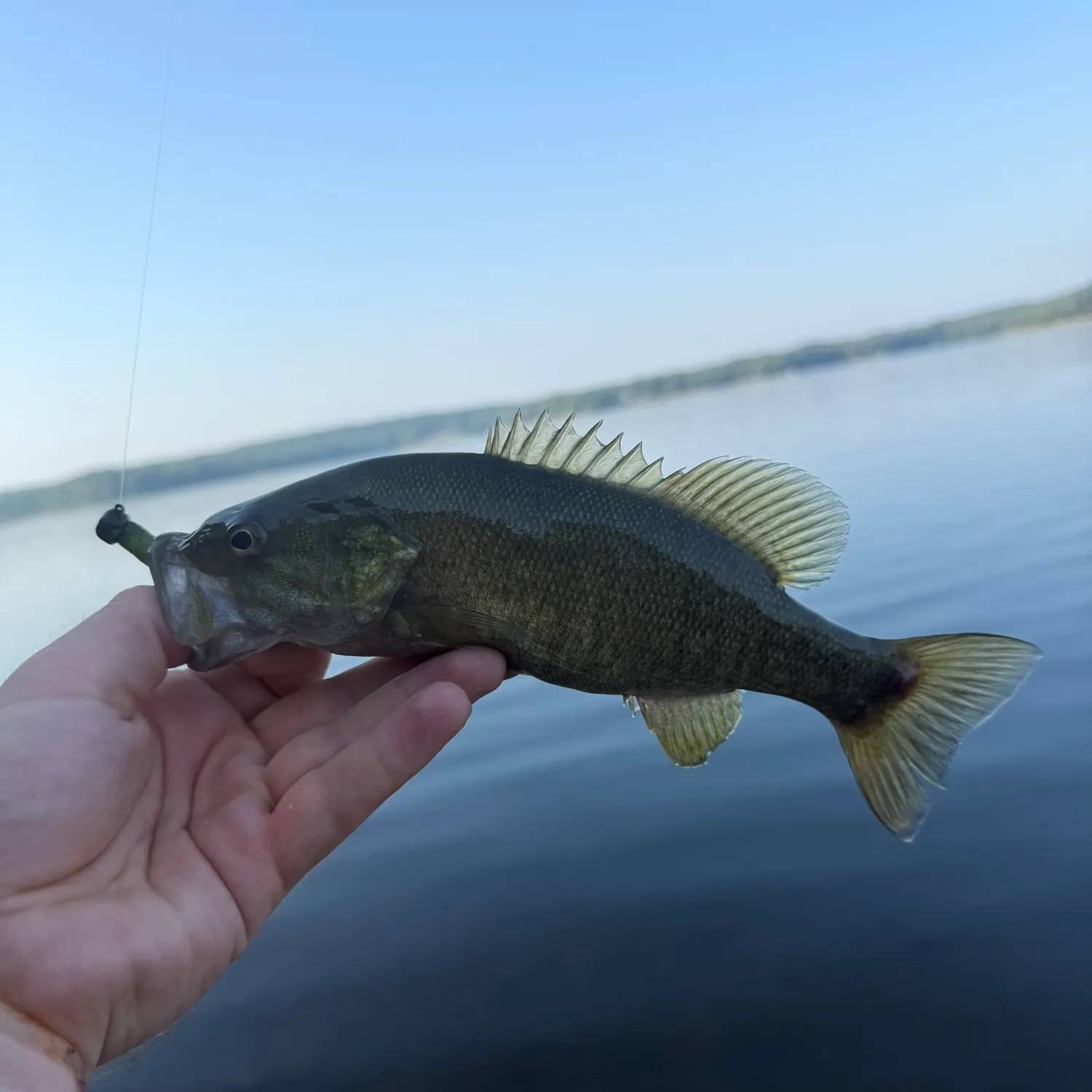 Smallmouth bass caught on Fishbrain