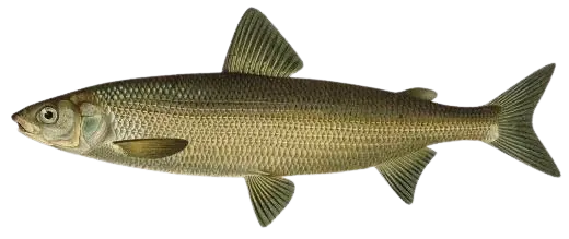European whitefish