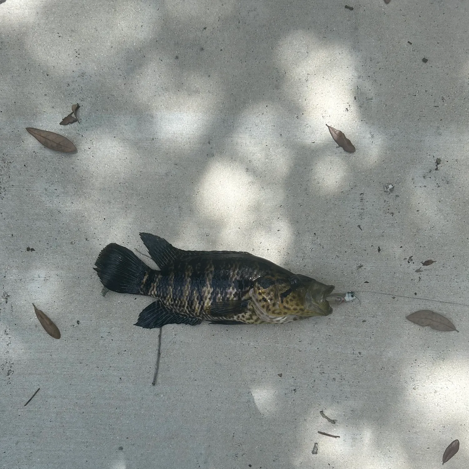 The most recent Jaguar cichlid catches on Fishbrain
