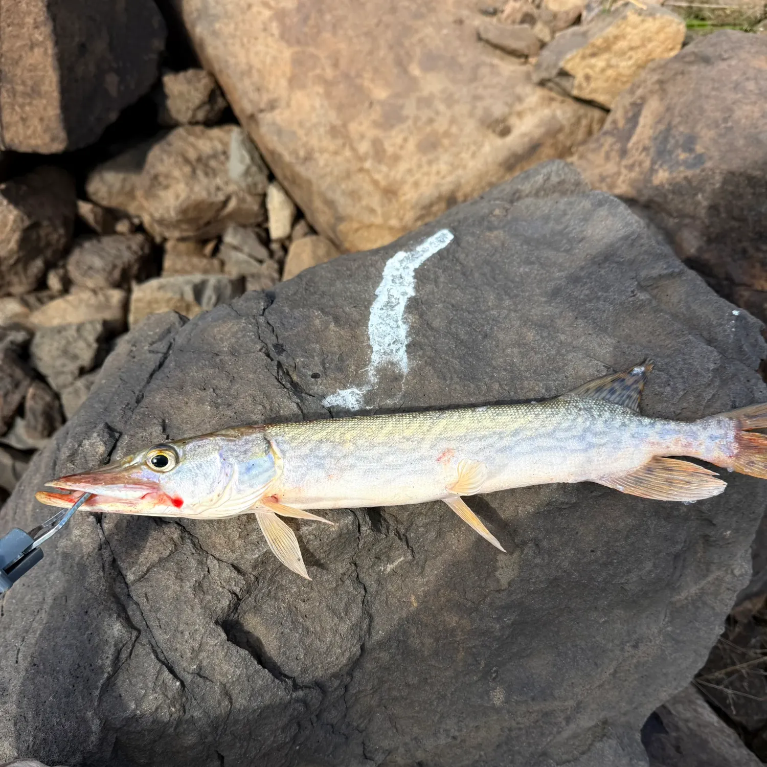 Northern pike caught on Fishbrain