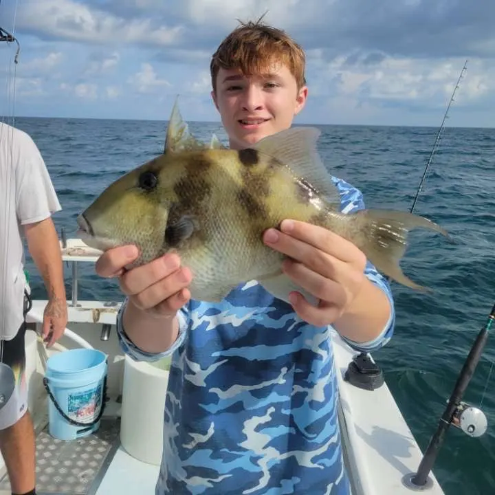 The most recent Grey triggerfish catches on Fishbrain