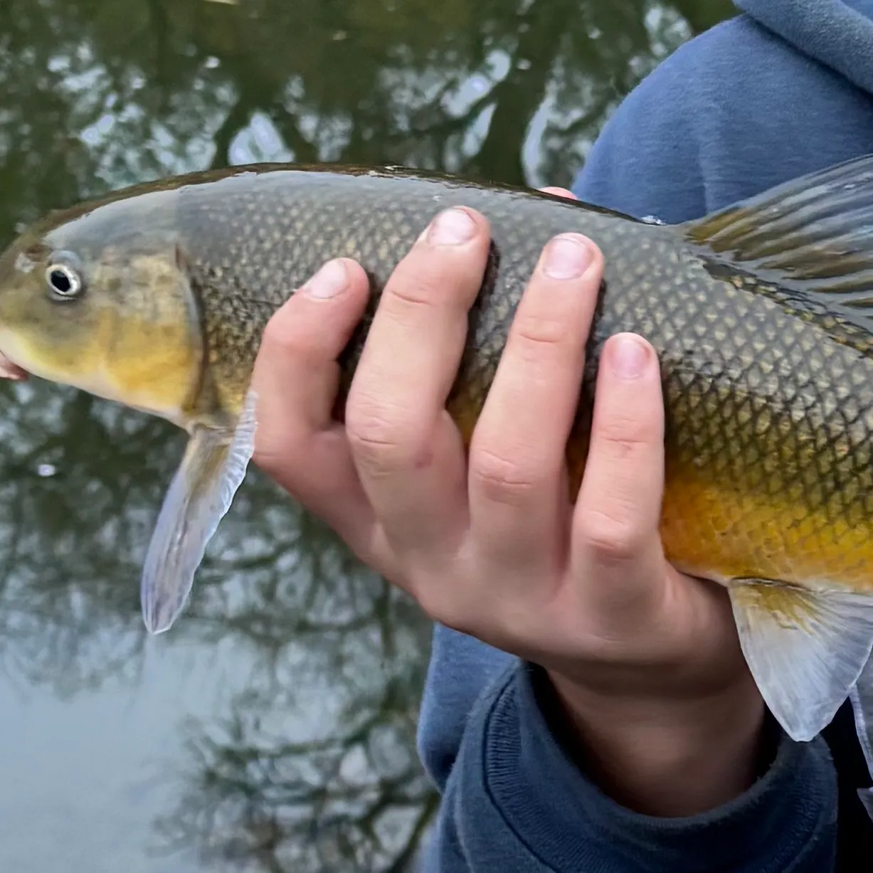 The most recent Sacramento sucker catches on Fishbrain