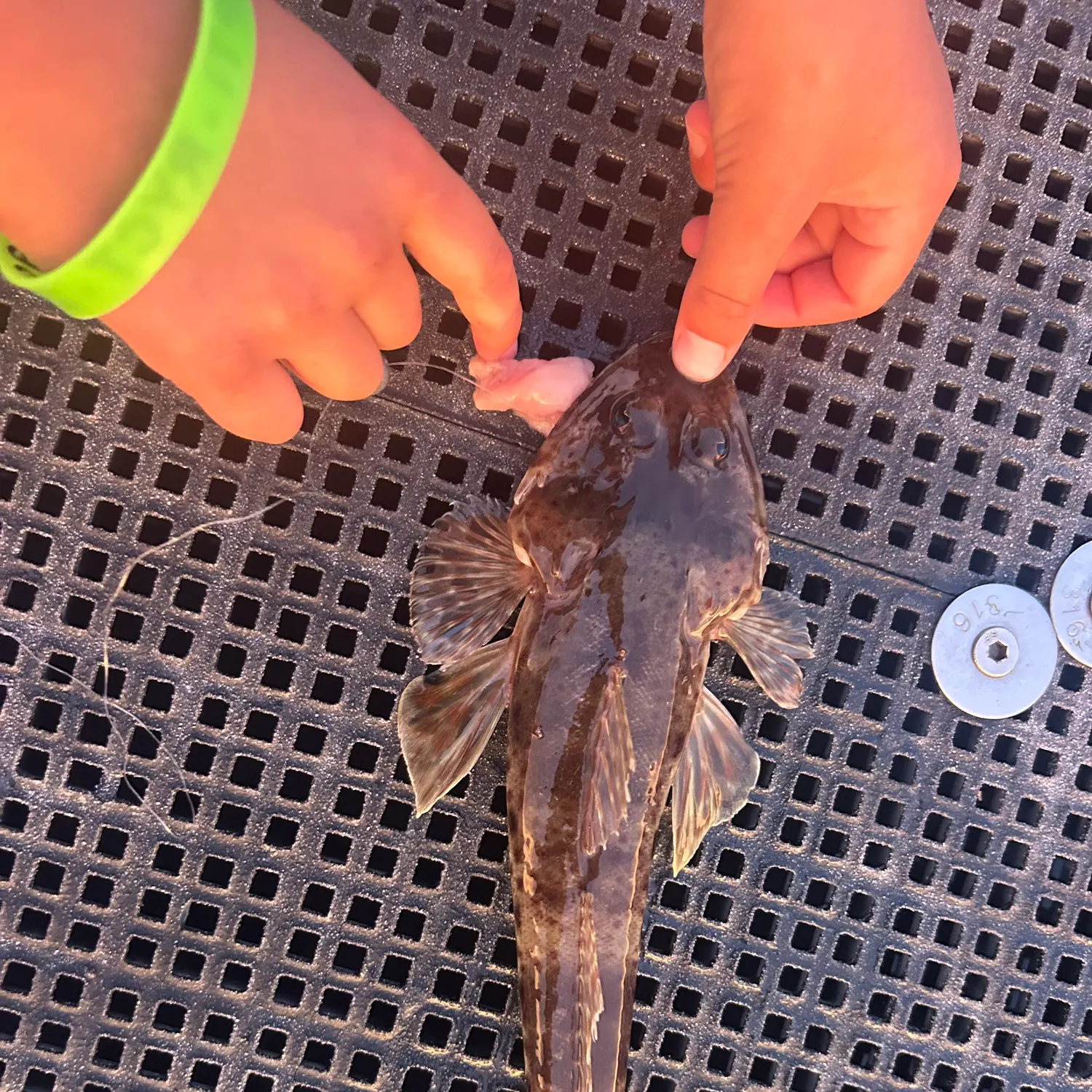 The most recent Sand flathead catches on Fishbrain