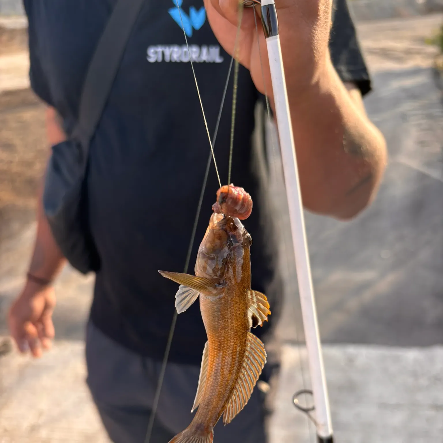 The most recent Round goby catches on Fishbrain