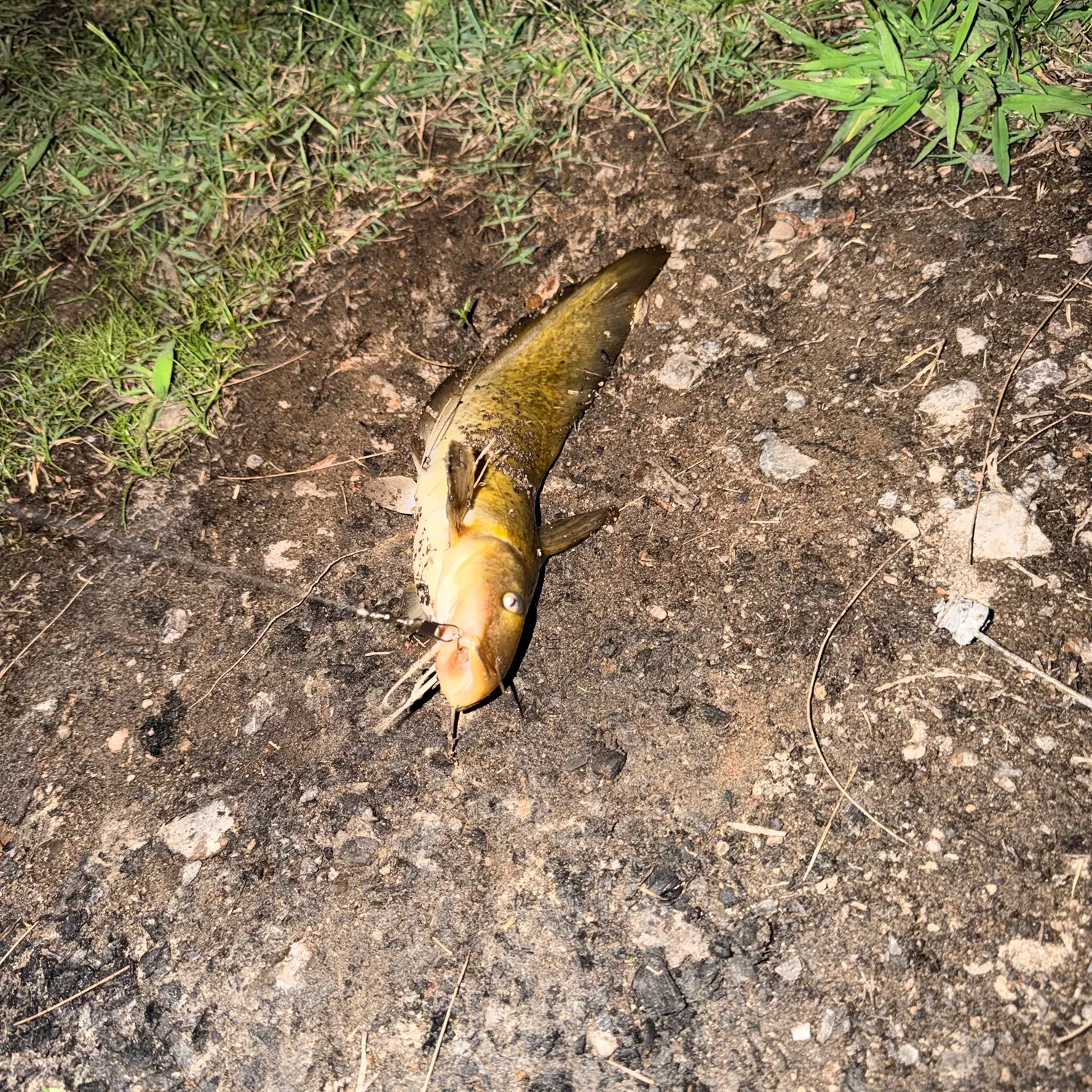 The most recent Dewfish catches on Fishbrain