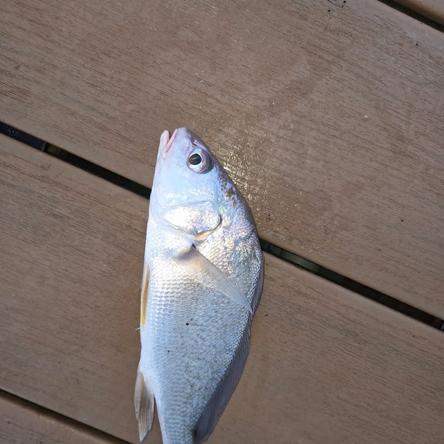 Freshwater drum caught on Fishbrain
