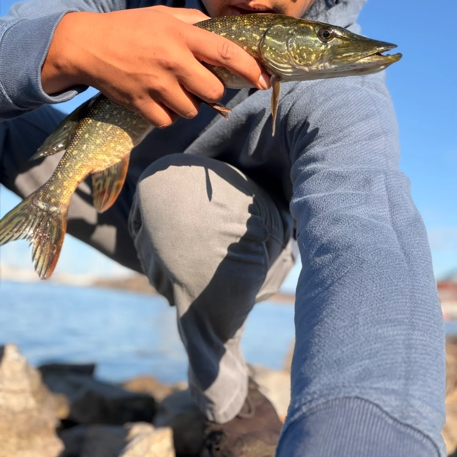 Northern pike caught on Fishbrain