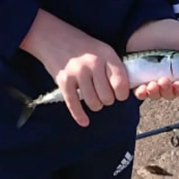 The most recent Atlantic mackerel catches on Fishbrain