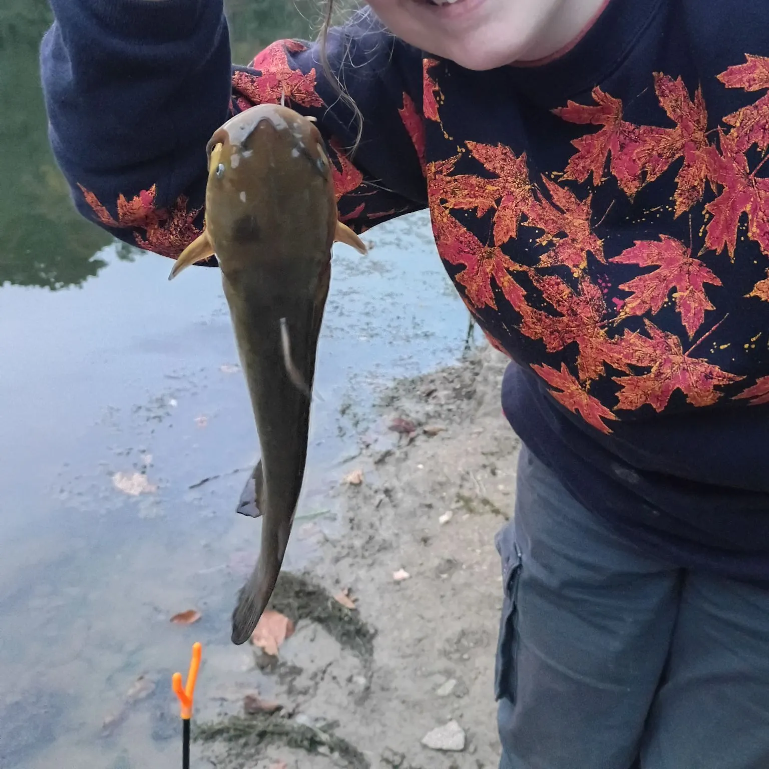 Yellow bullhead caught on Fishbrain