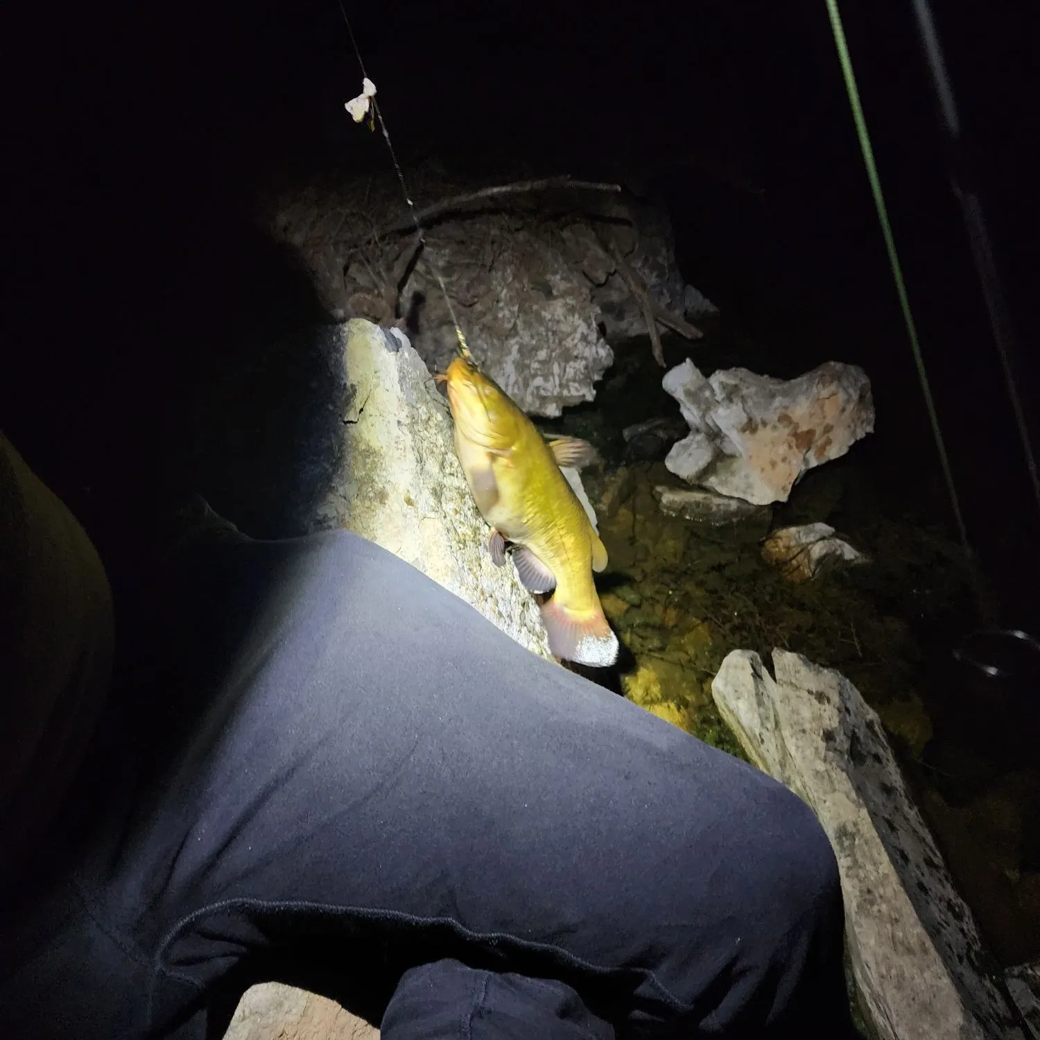 Yellow bullhead caught on Fishbrain