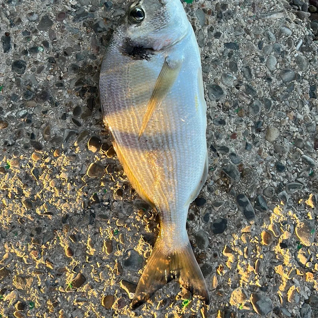 The most recent Saddled seabream catches on Fishbrain