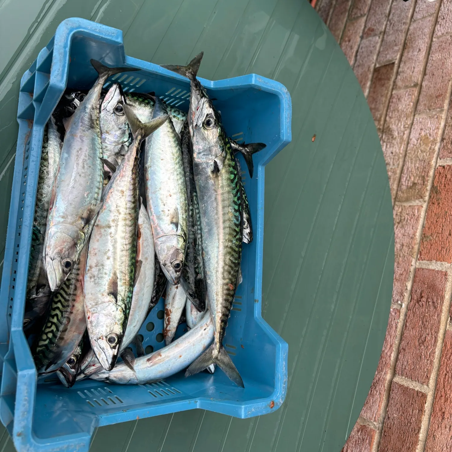 Atlantic mackerel caught on Fishbrain