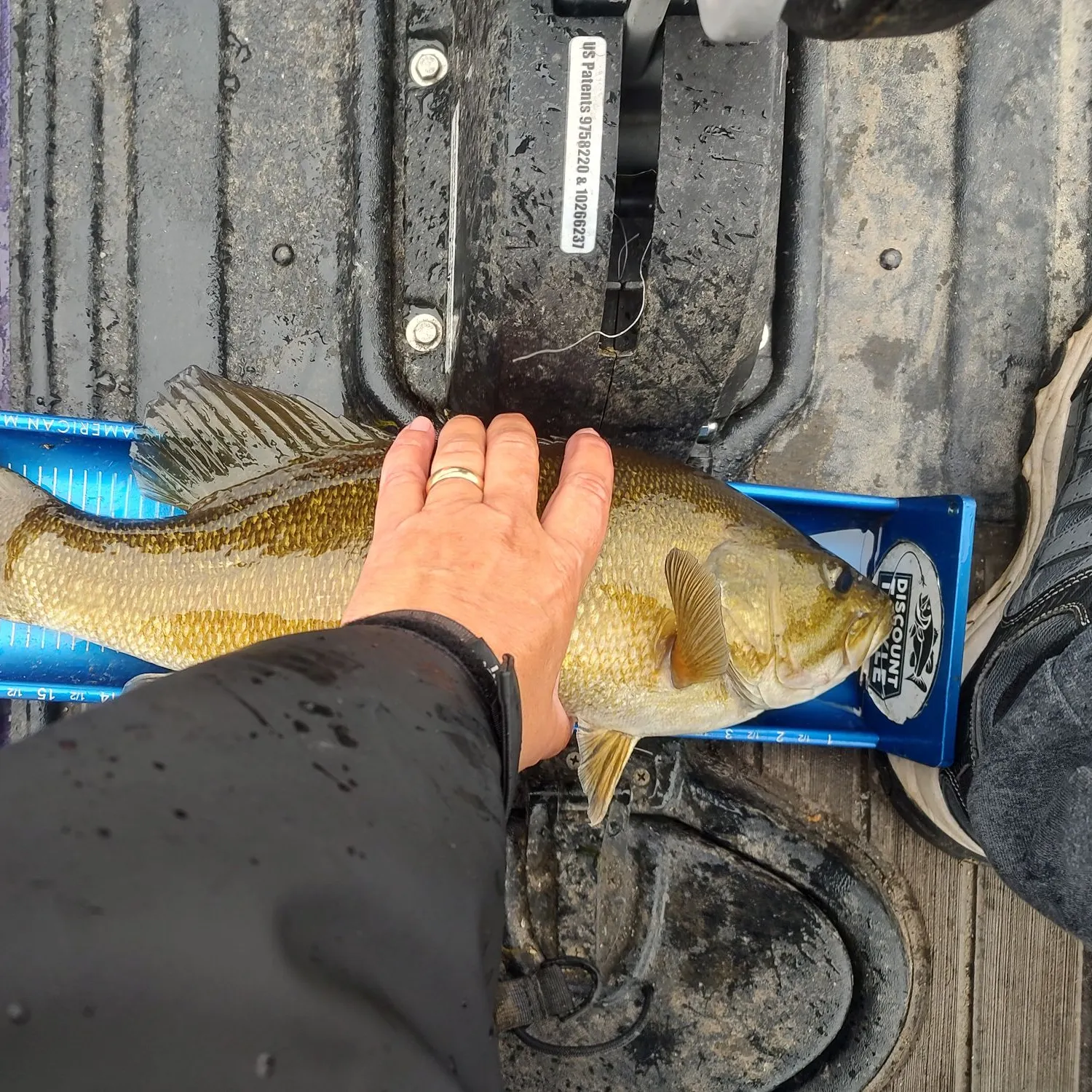 Smallmouth bass caught on Fishbrain