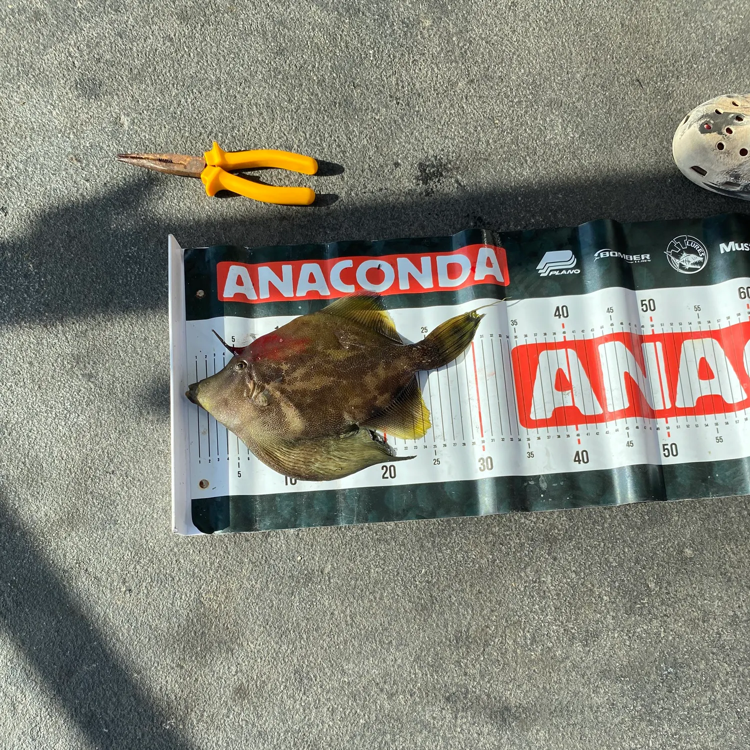 The most recent Large-scaled leatherjacket catches on Fishbrain
