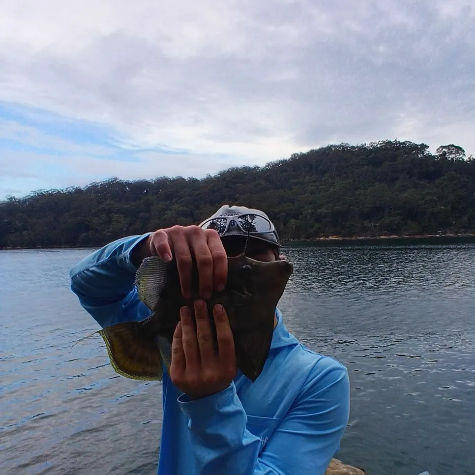 The most recent Fan-bellied leatherjacket catches on Fishbrain
