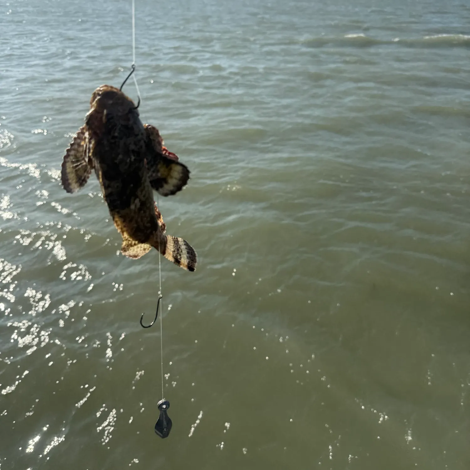 Gulf toadfish caught on Fishbrain