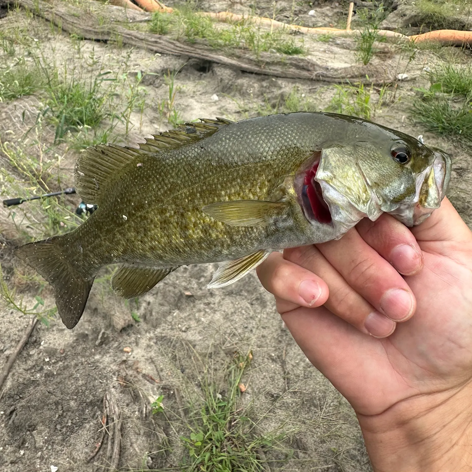 Smallmouth bass caught on Fishbrain