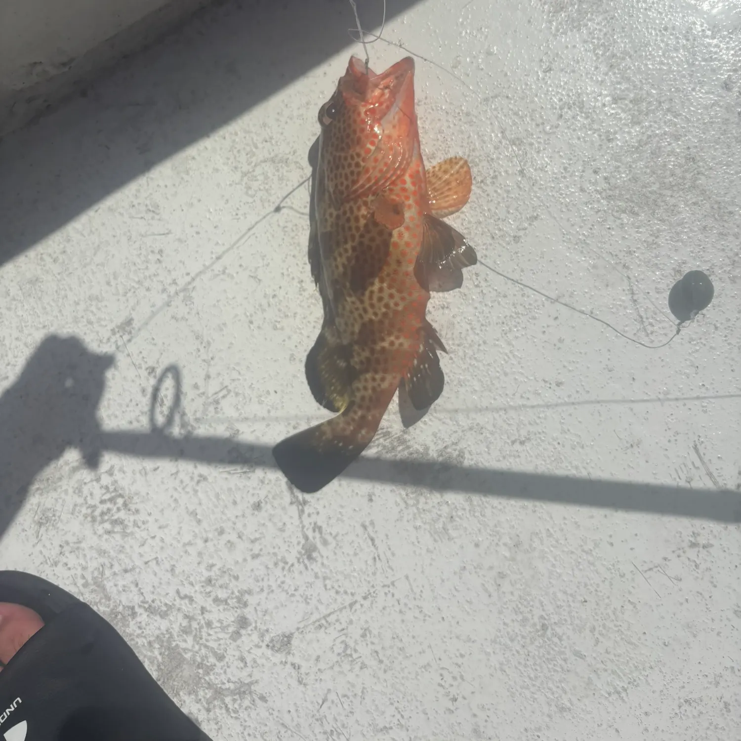 The most recent Leopard coralgrouper catches on Fishbrain