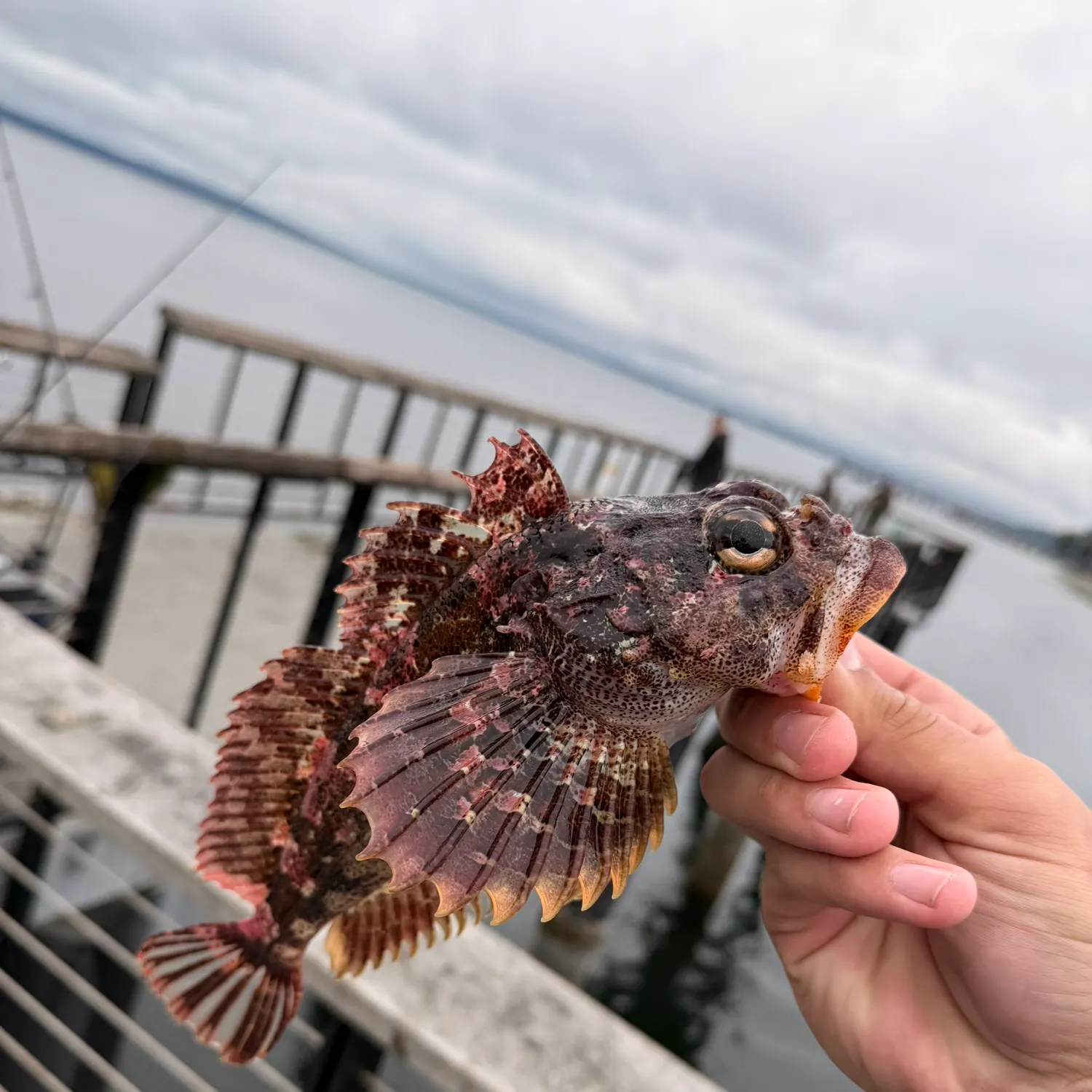 Cabezon caught on Fishbrain