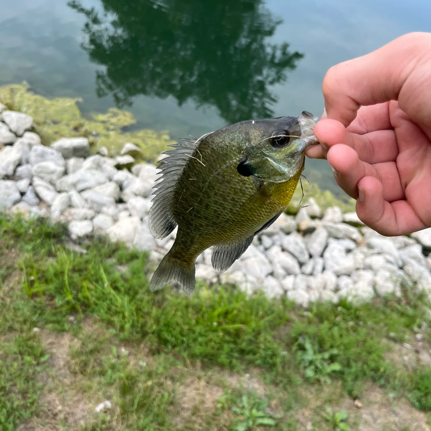 Bluegill caught on Fishbrain