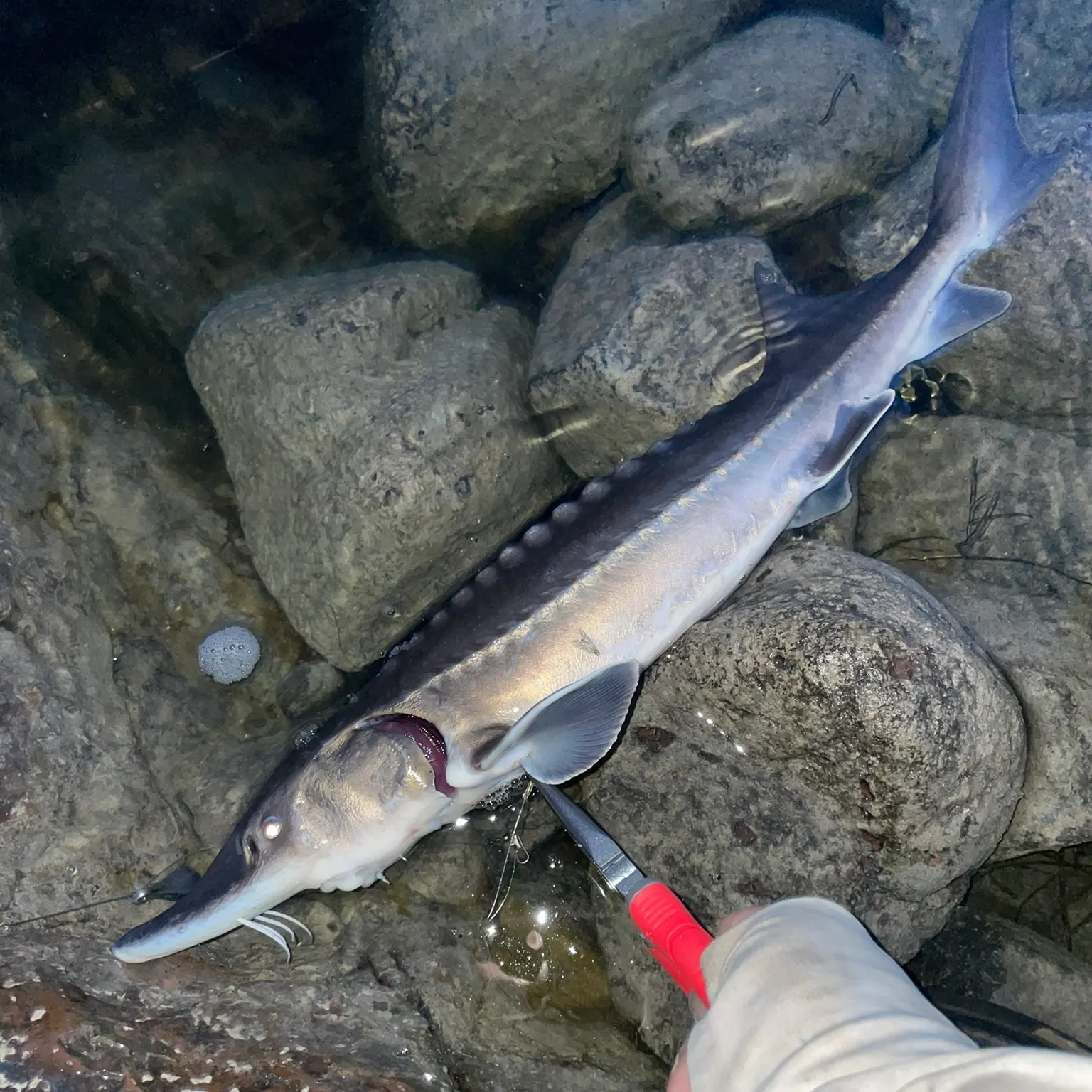 recently logged catches