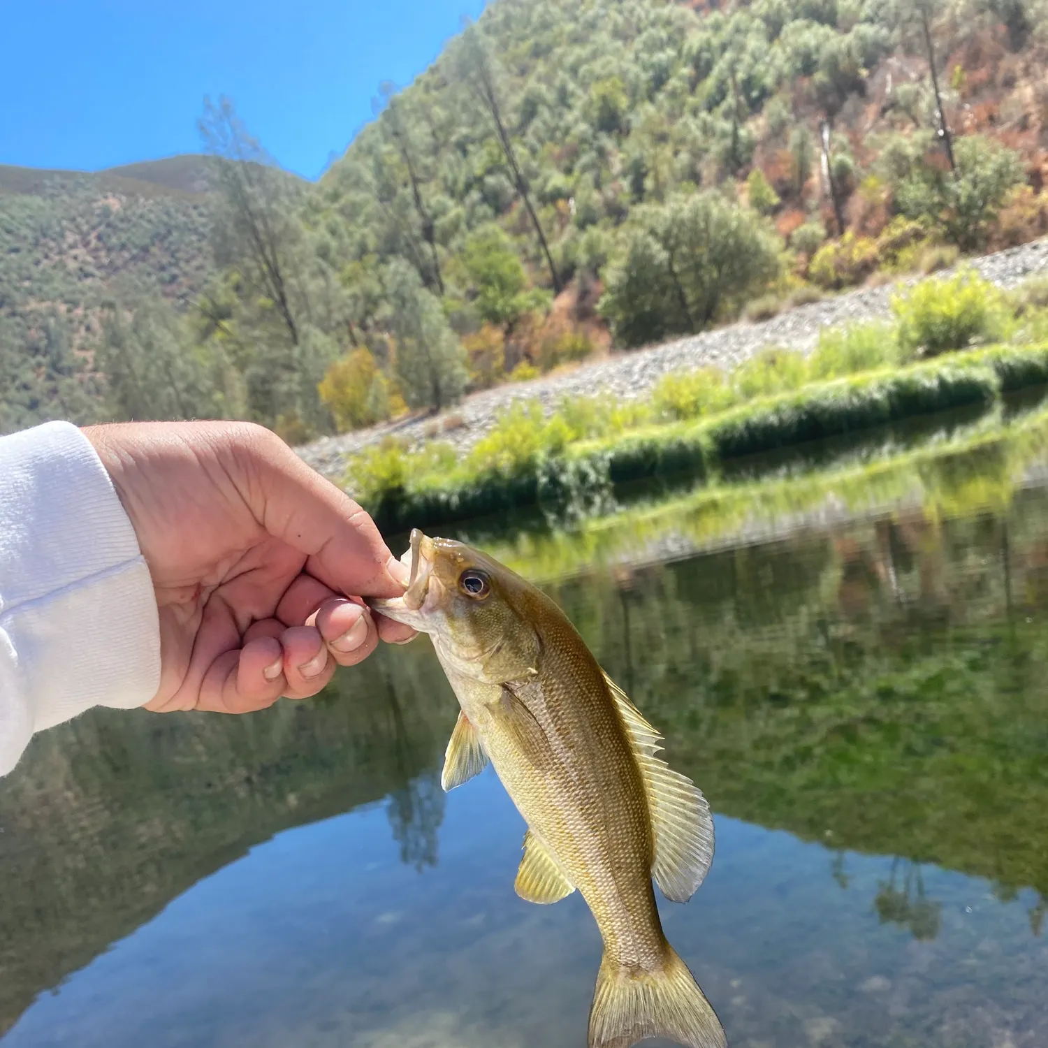 Smallmouth bass caught on Fishbrain