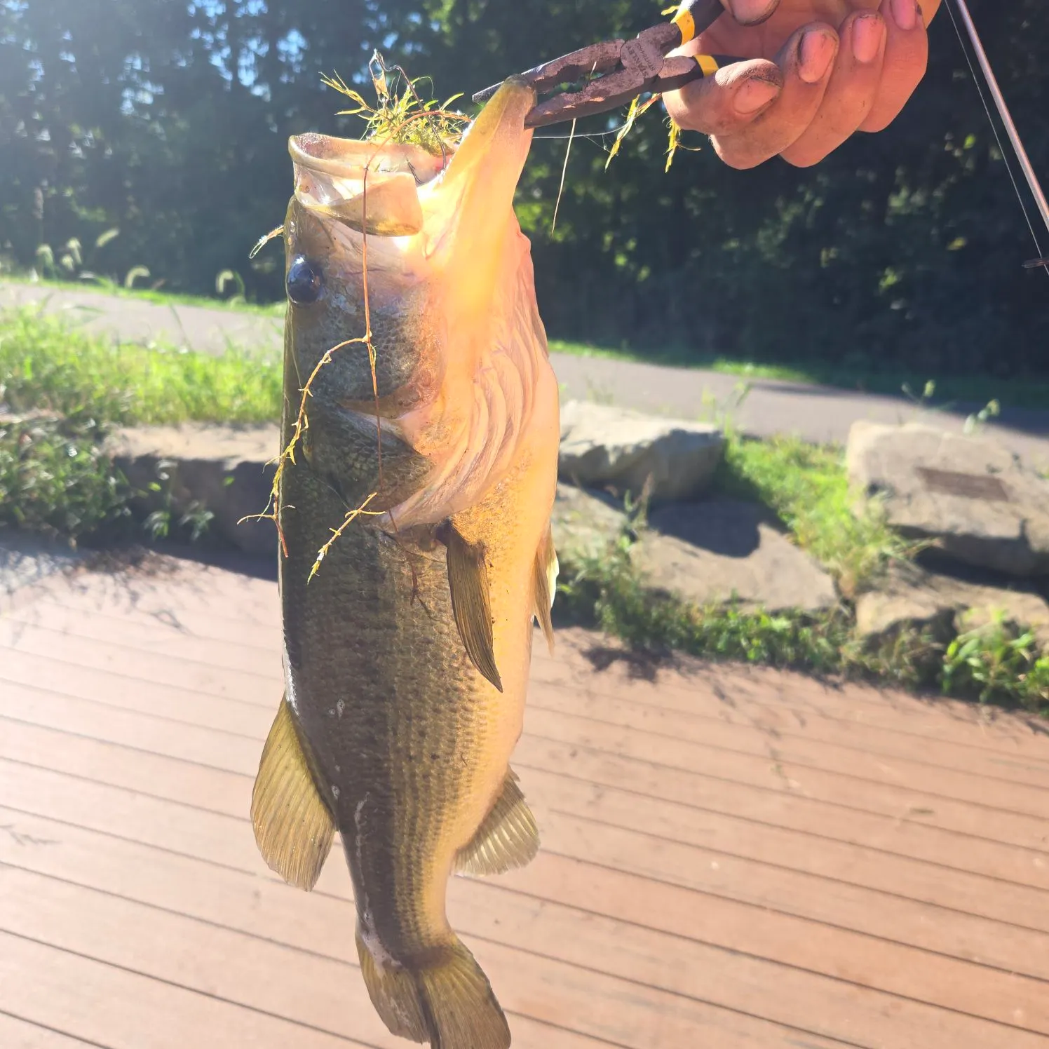 Largemouth bass caught on Fishbrain