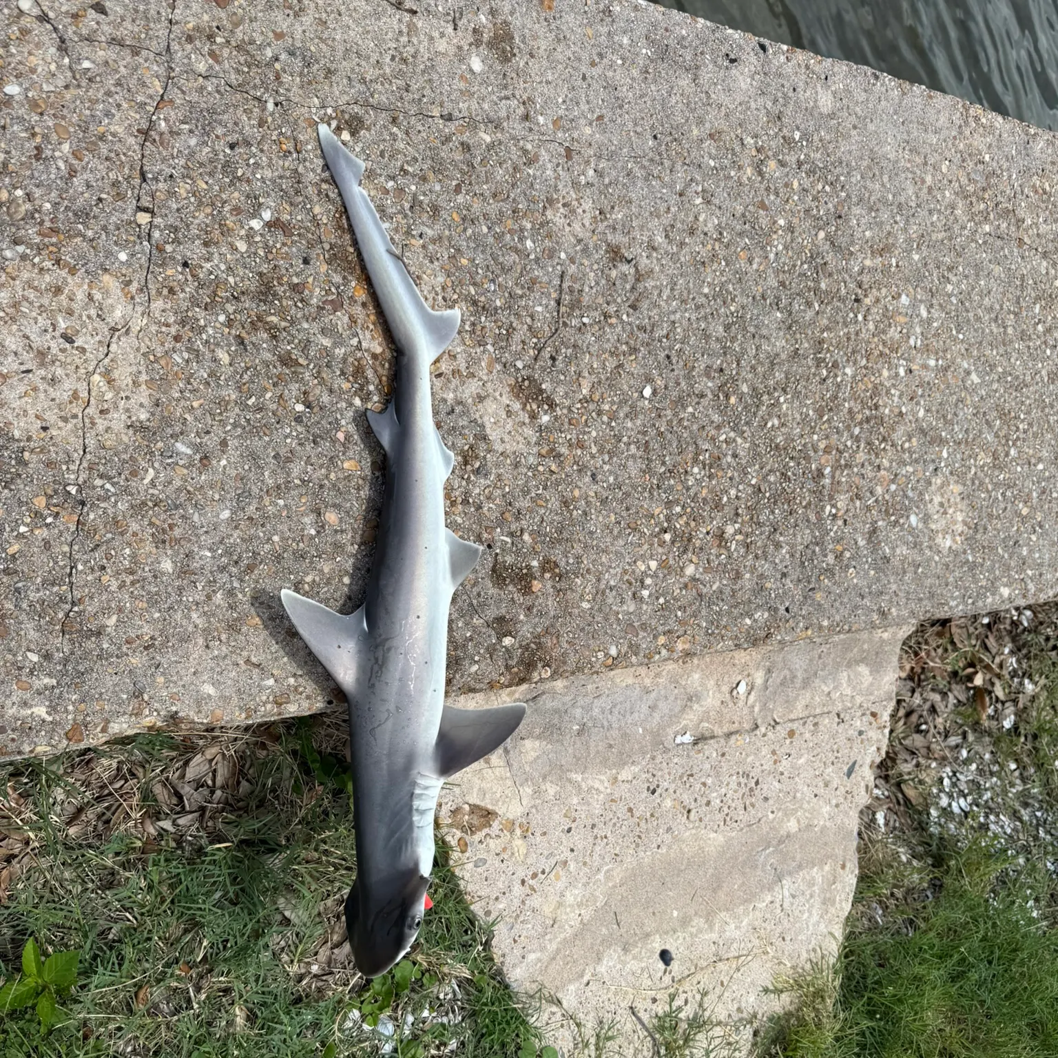 The most recent Nurse shark catches on Fishbrain