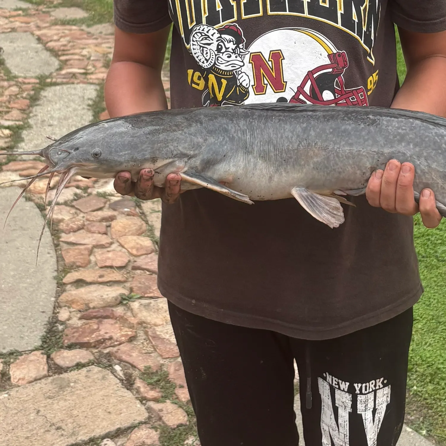 The most recent North African catfish catches on Fishbrain