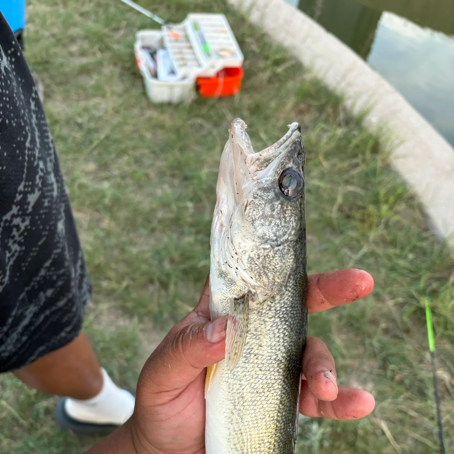 Walleye caught on Fishbrain