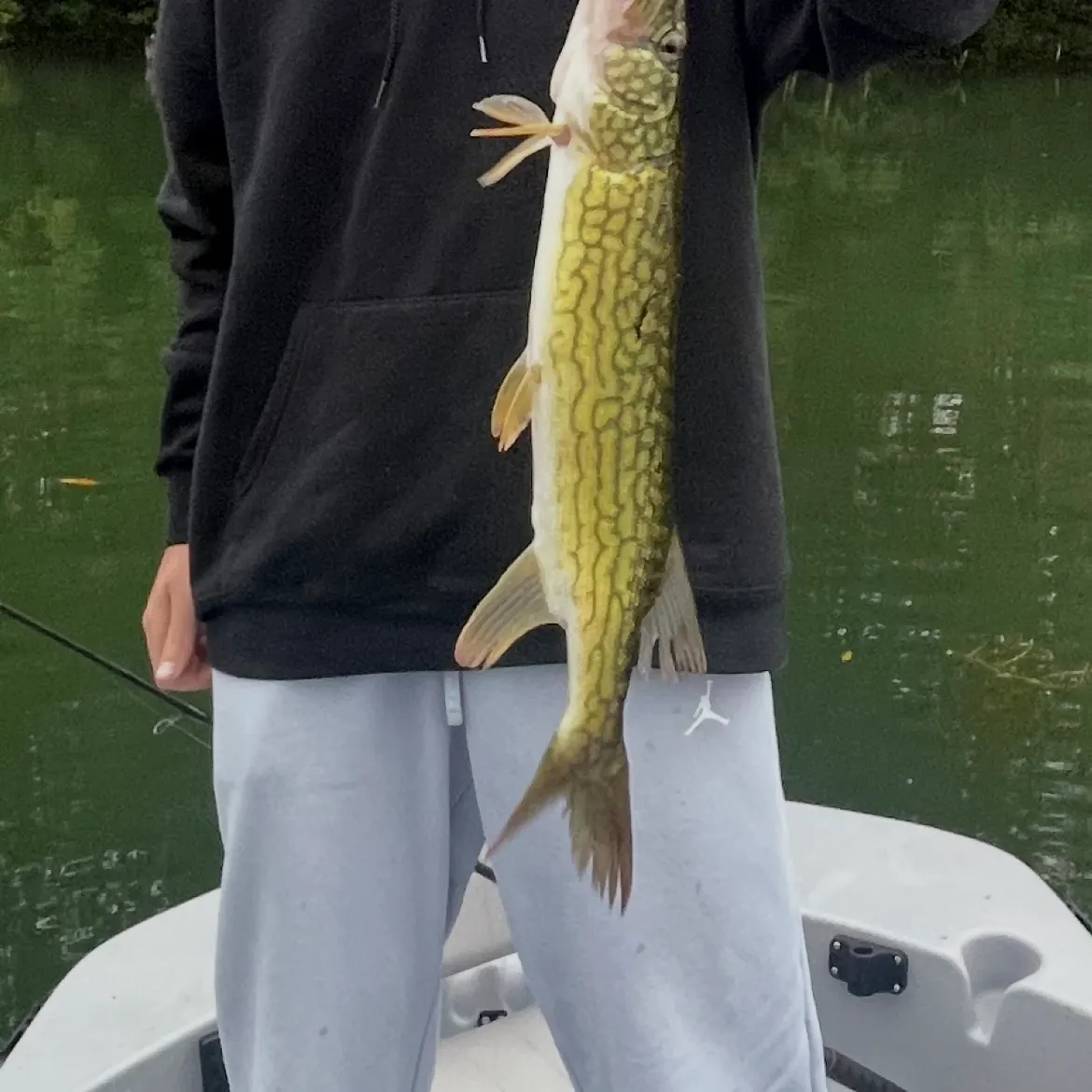 Chain pickerel caught on Fishbrain