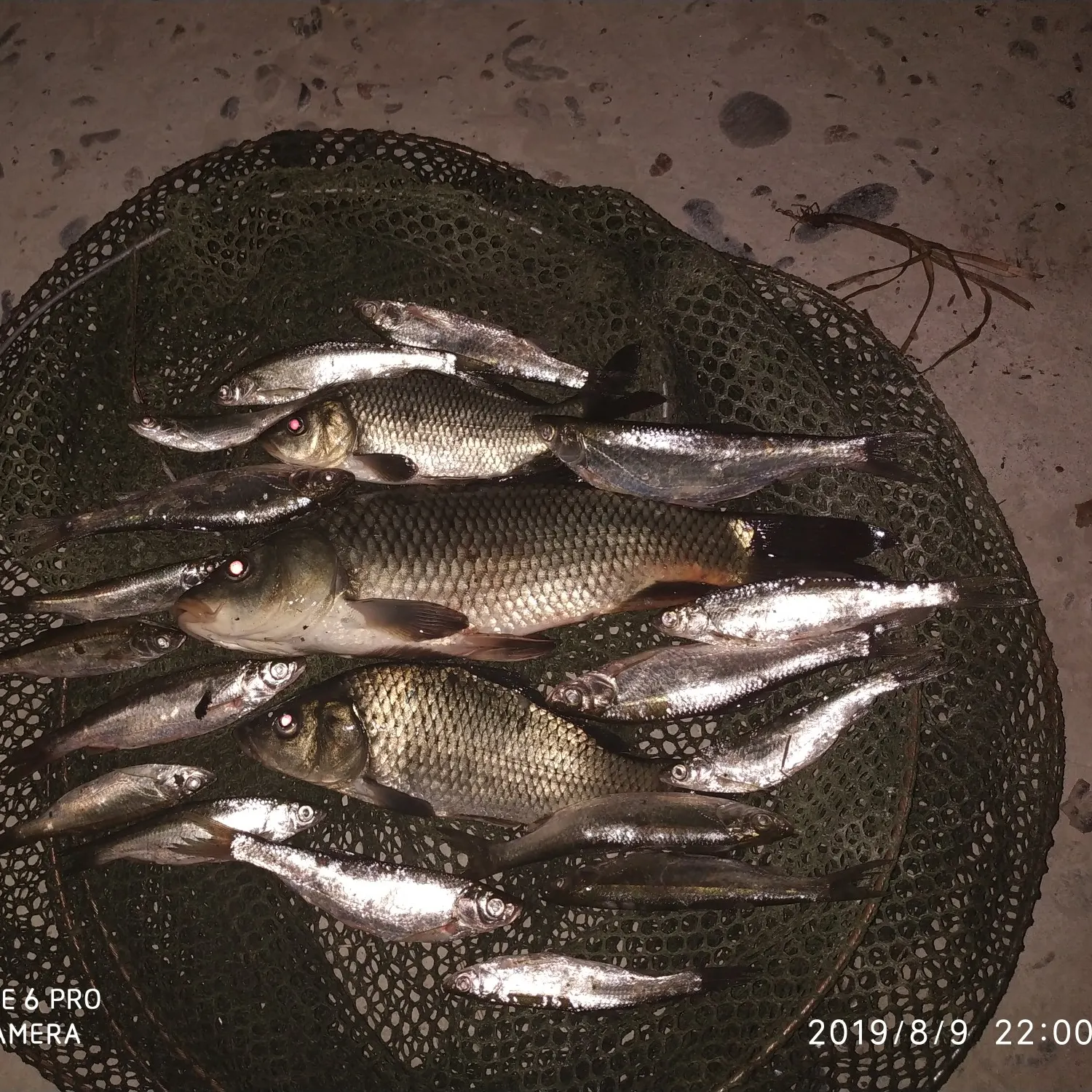 recently logged catches