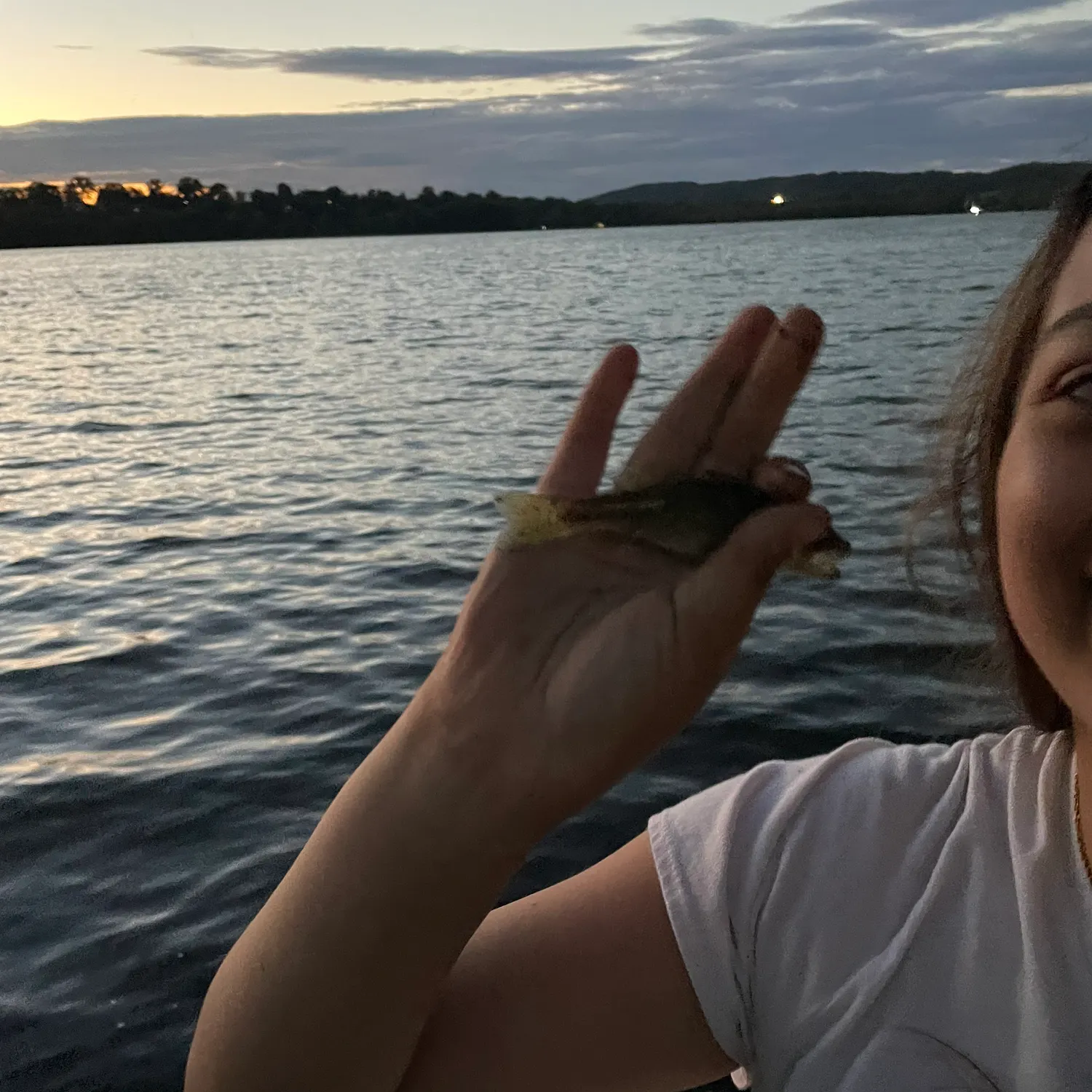 Yellow perch caught on Fishbrain