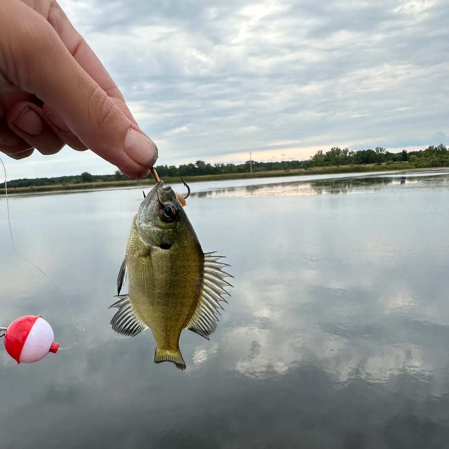 Bluegill caught on Fishbrain