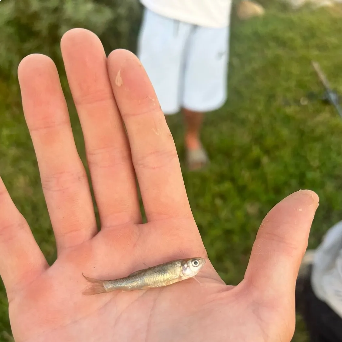 The most recent Emerald shiner catches on Fishbrain