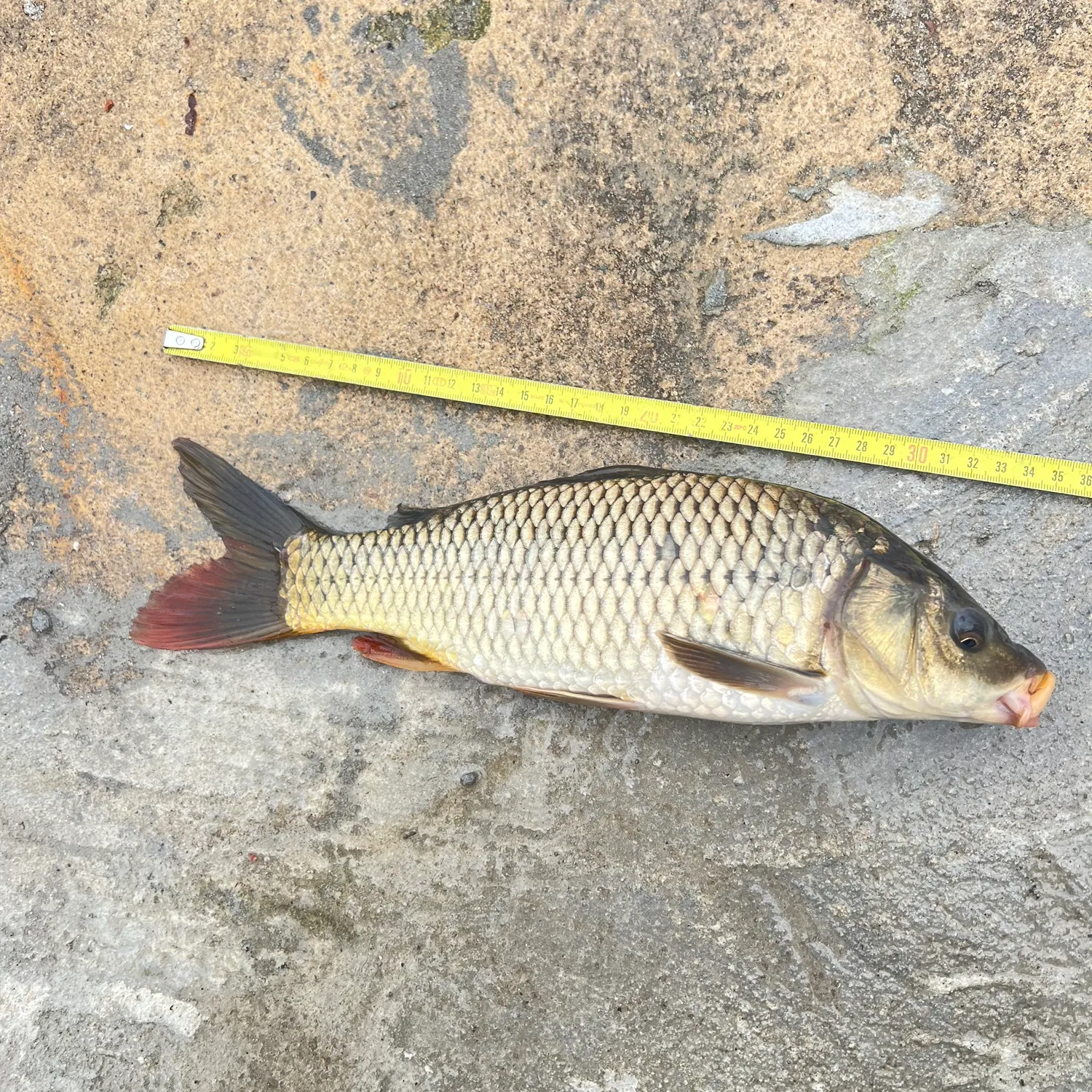 Common carp caught on Fishbrain
