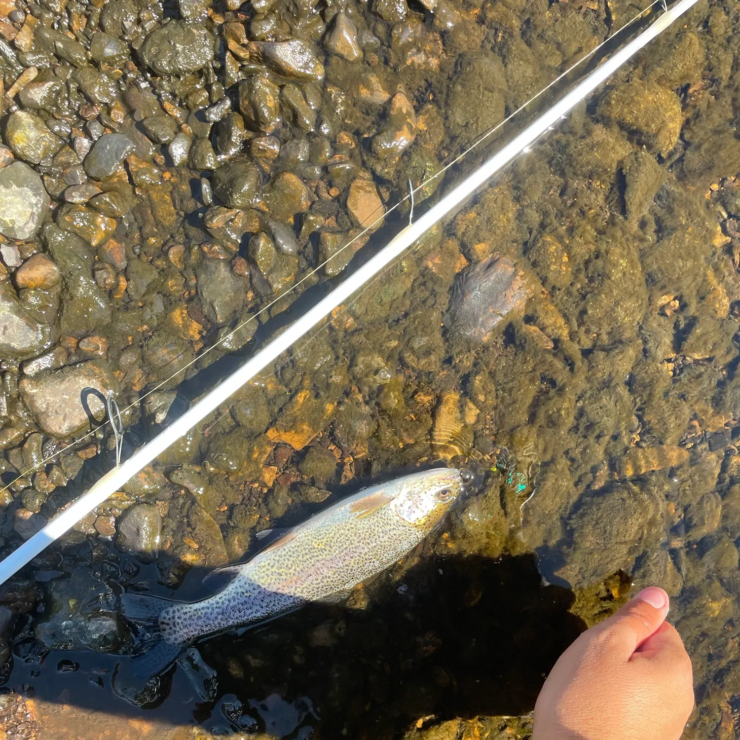 Rainbow trout caught on Fishbrain
