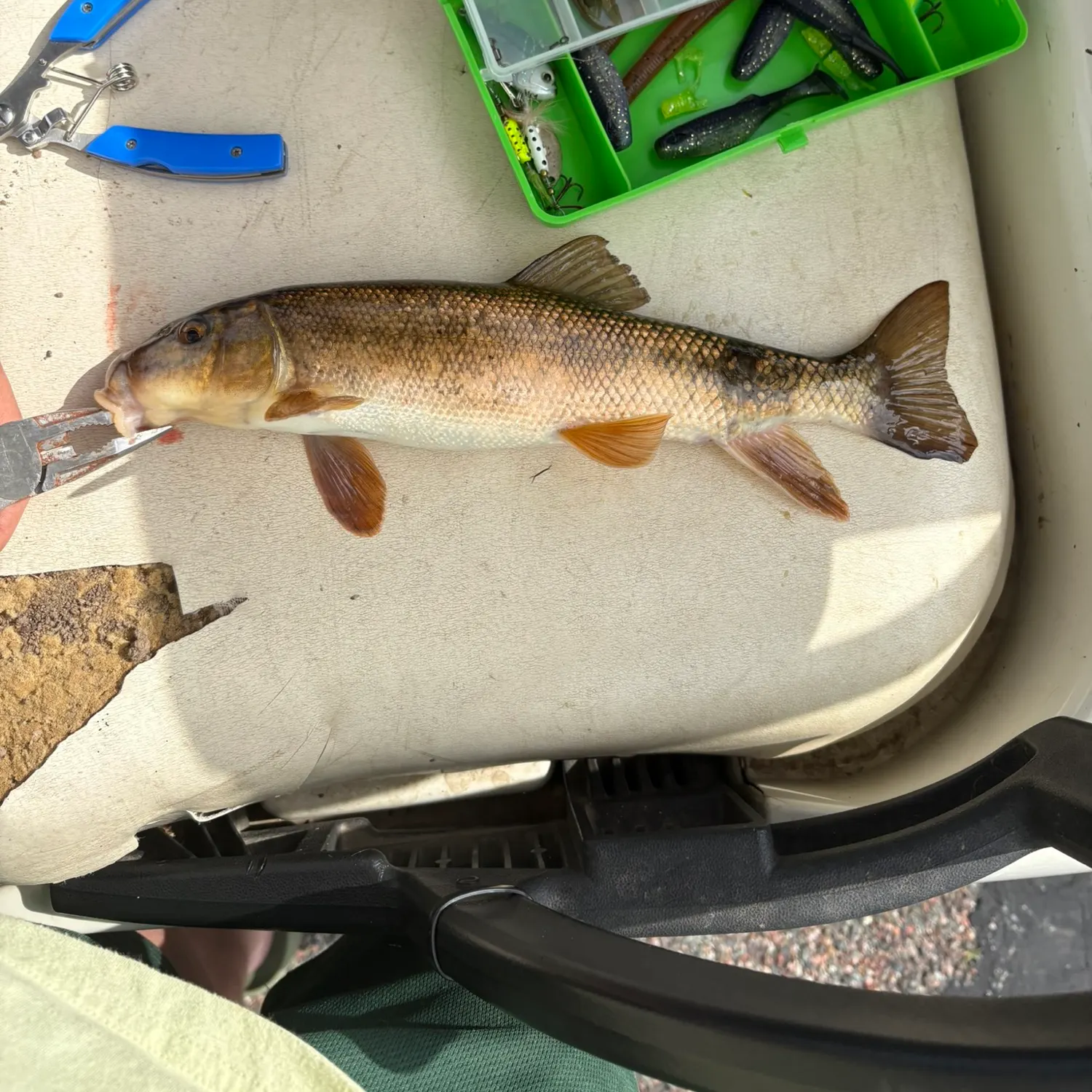 White sucker caught on Fishbrain