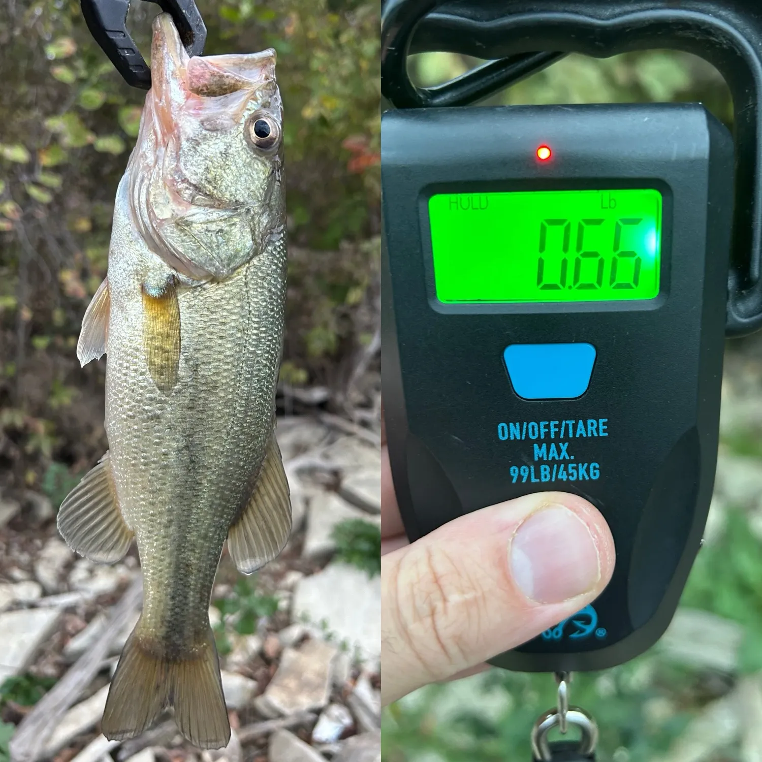Largemouth bass caught on Fishbrain