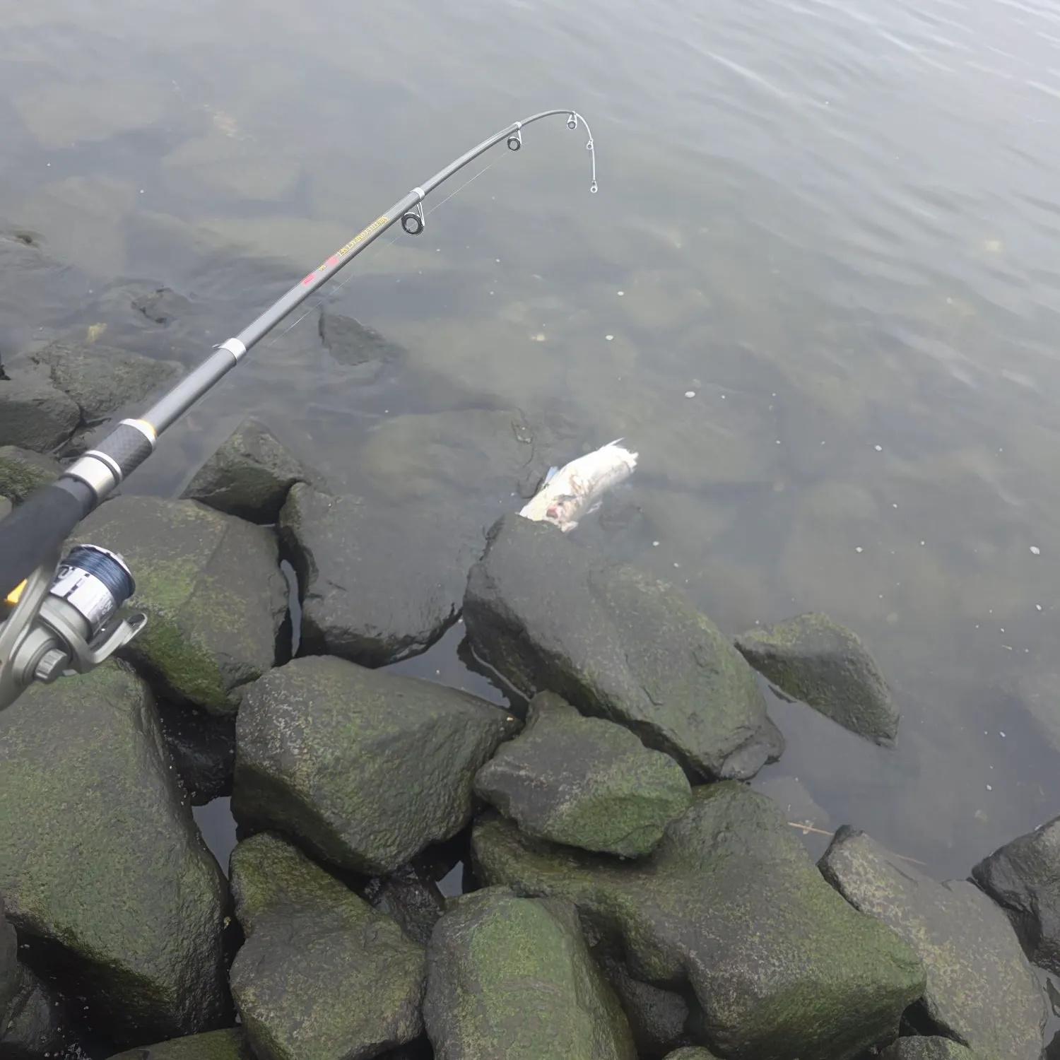 The most recent Japanese seabass catches on Fishbrain