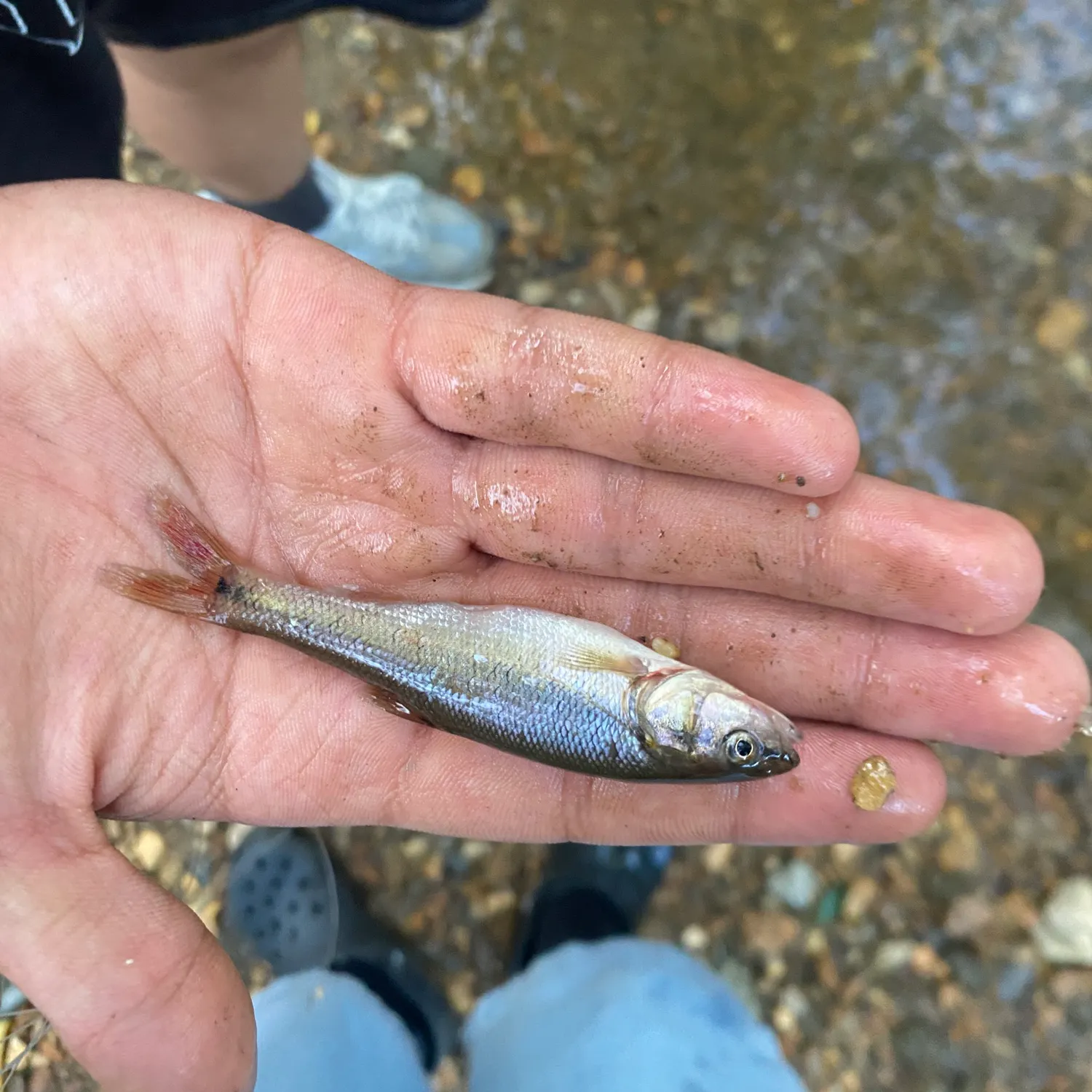 Creek chub caught on Fishbrain