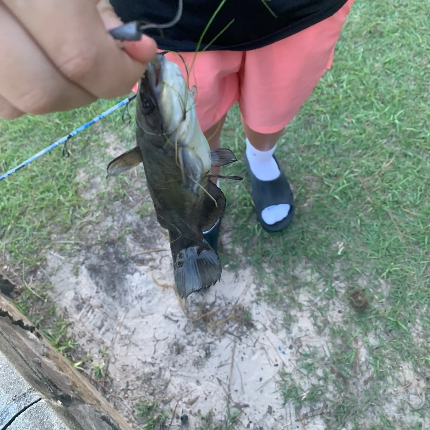 Black bullhead caught on Fishbrain
