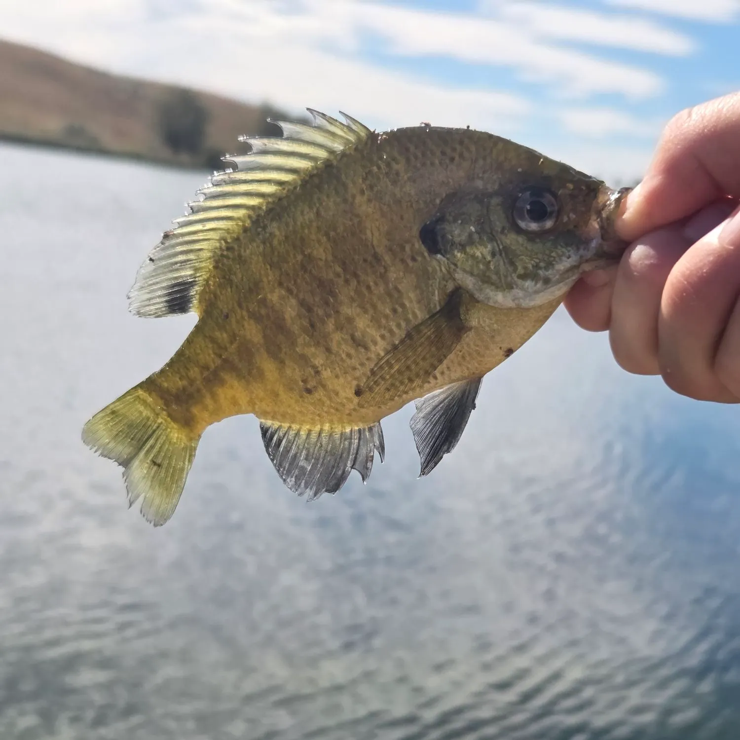 Bluegill caught on Fishbrain