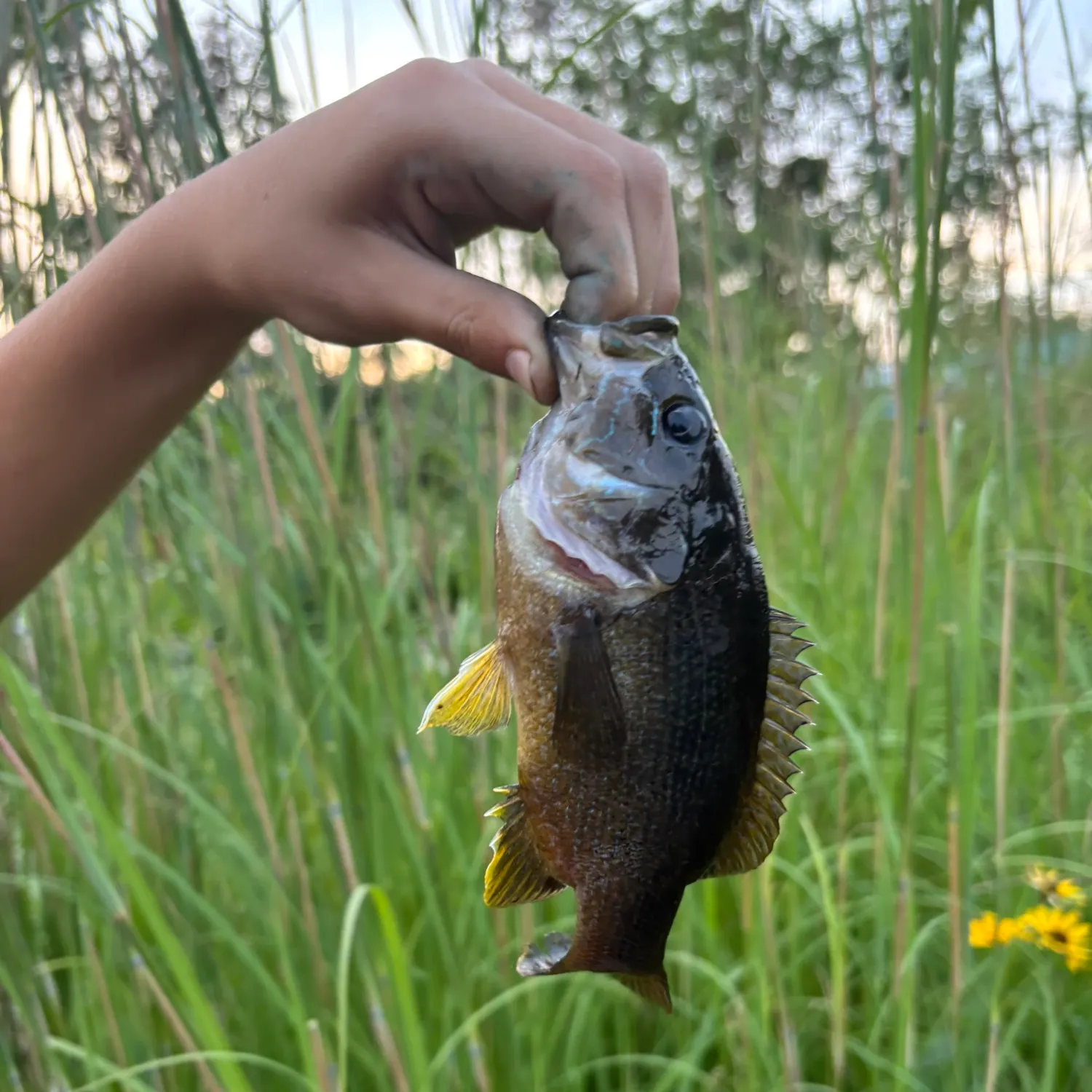 Green sunfish caught on Fishbrain