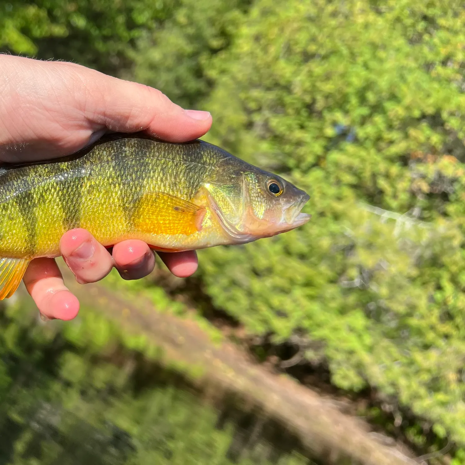 Yellow perch caught on Fishbrain