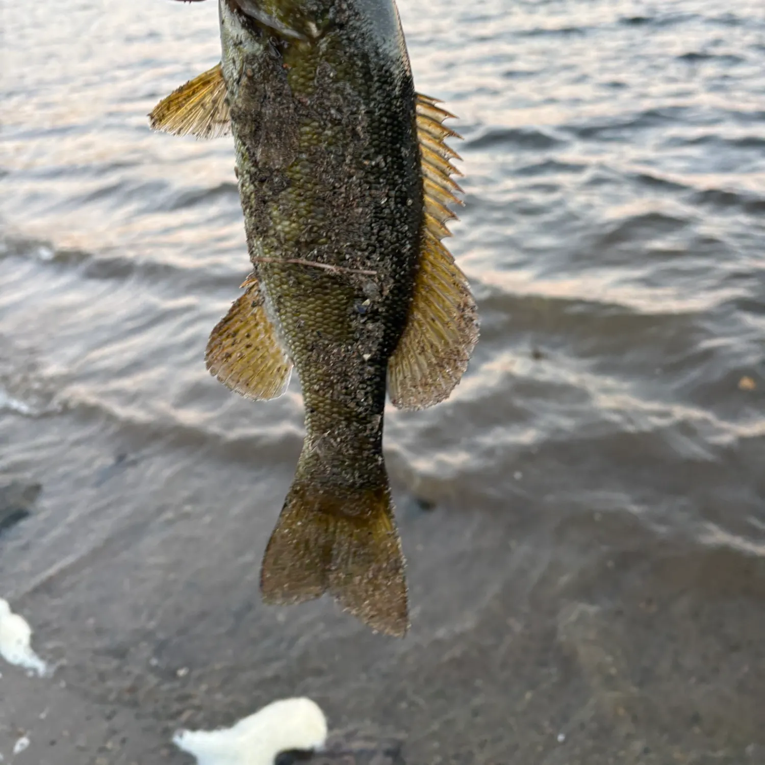 Smallmouth bass caught on Fishbrain
